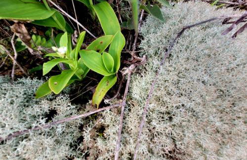 Chalé do Lopo - Photo 71