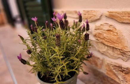 PIERI HOUSE CORFU - Foto 8