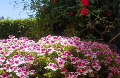 Ginevra Casa Vacanze - Foto 6