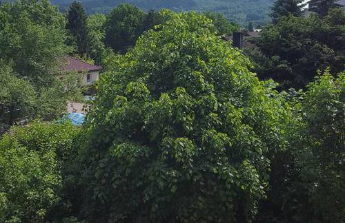 Wolfshagen - Foto 19