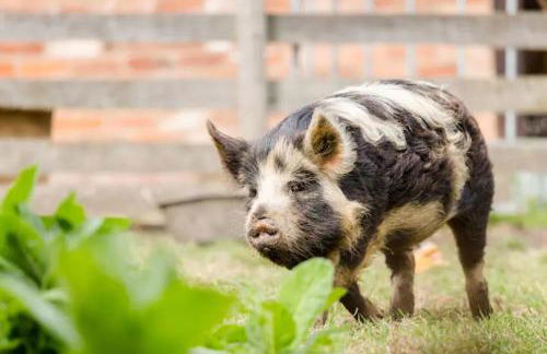 Piglet Lodge - Foto 16