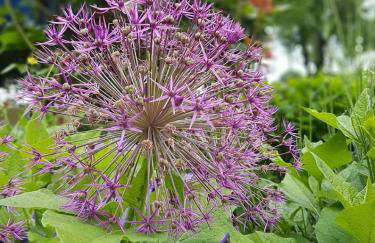 Ferienwohnungen Bauernschmause - Foto 40