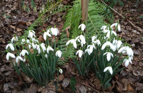 Cosy Stone Cottage, The Bungalow Perrotts Brook - Foto 34