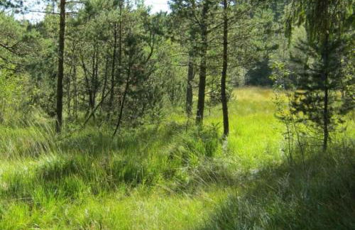 Haus Beate, FeWo im Bienenparadies - Foto 28