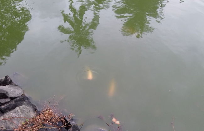 Lakeside Hybrid Villa - Foto 9