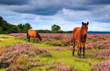 Open Mind Property - Escape to the New Forest Edge - Foto 49