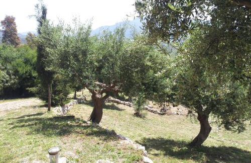 Old Olive house - Foto 34