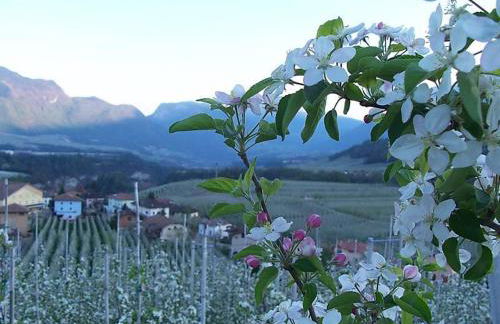 Agritur Al Paradis - Appartamenti - Foto 25