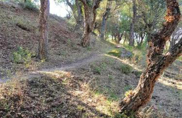 Camélia Plein Soleil Bord de Plage - Photo 23