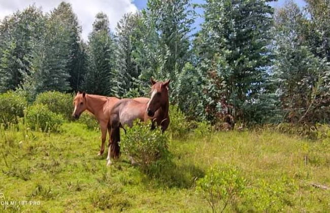 Villa Eucalyptus - Foto 53