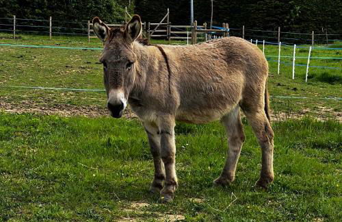 Le Mas de Scott - Foto 16