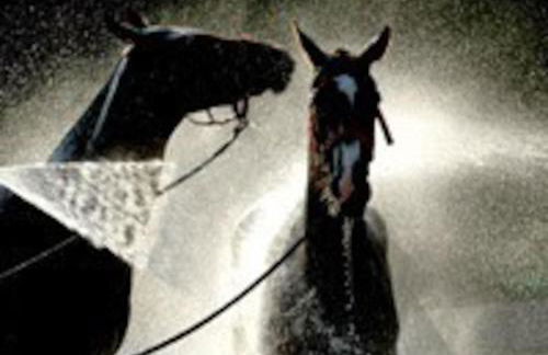 Gite Ecuries Vineuil Jump - Foto 20