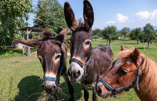 Ferienhof Siber - Foto 10