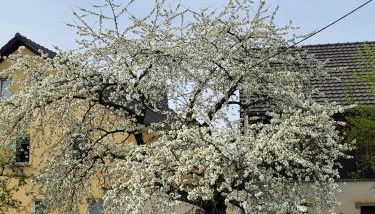 Ferienwohnung im sanierten Denkmal max 3 Personen FeWo1 - Foto 5, Garden, Garden view