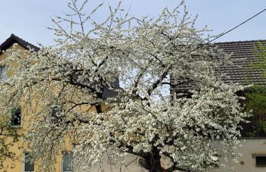 Ferienwohnung im sanierten Denkmal max 3 Personen FeWo1 - Foto 5