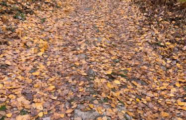 La Apañaora - Foto 42