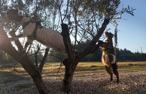 le Mas de la Jardine - Foto 75
