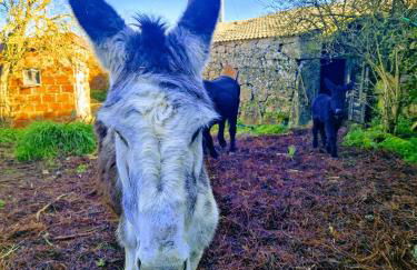 AL - Casa dos Alentejanos - Foto 32