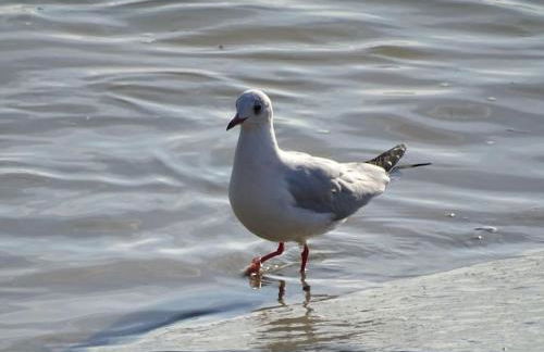 Les pieds dans l'eau... au chaud !!! - Foto 34