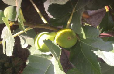 Villa in Walsrode - Photo 46