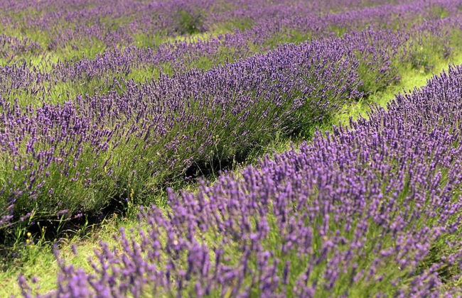 Belvilla by OYO Cotogno - Foto 25