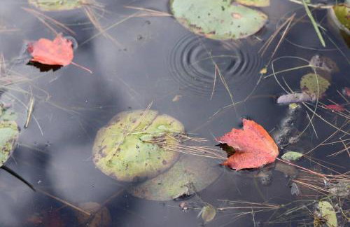 Pet-friendly, secluded, and peaceful pondside home near to Keene and Rindge NH - Foto 20