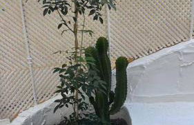 Casa Cactus Paraiso - Photo 25