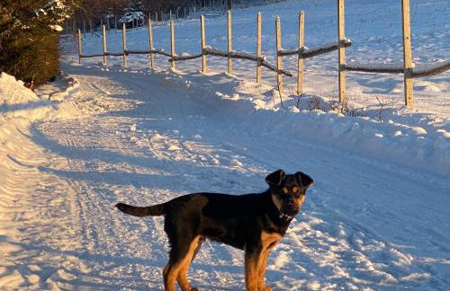 Domki Pod Lasem - Domek Brzozowy - Foto 48