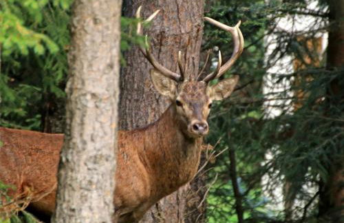 Chalet-nature - Foto 24