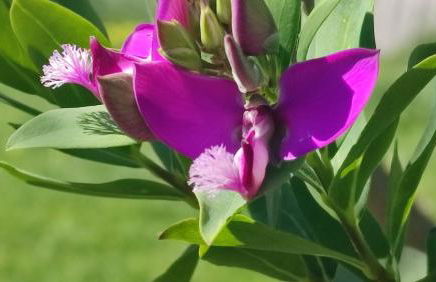 El Abejaruco - Foto 22