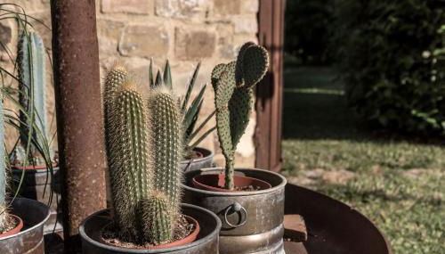 I Melograni del Chianti - Foto 2, Garden