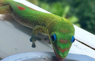 Da Kona West 305 - Foto 31