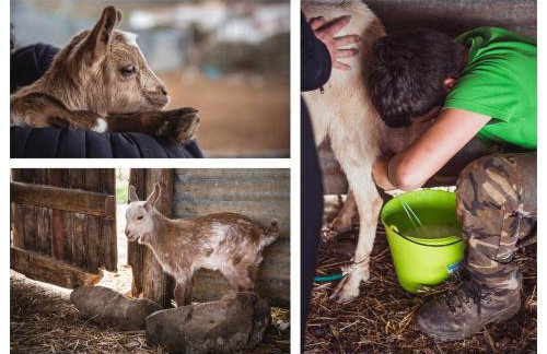 Recanto d'Aldeia - Foto 25