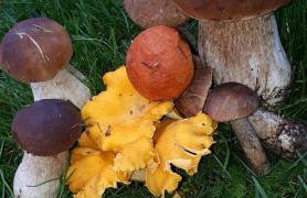 Agroturystyka Sominy - Foto 15