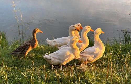 Drewniana Osada - Foto 38