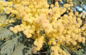 Casa rural El refugi platja d'aro 4 - Foto 54