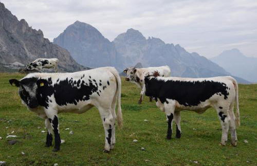 Cesa Fossal - Foto 30