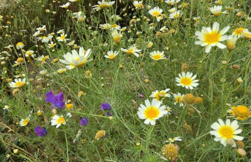 Hacienda Donaire Beas - Foto 66