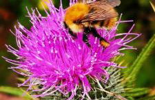 Oldshoremore Croft Cabins - Foto 38