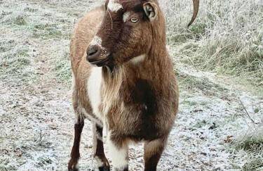 Bluebell Annexe - Foto 9