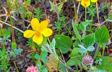 Peaceful Pines Place, a cozy mountain hideaway wAC - Foto 11