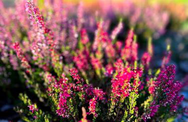 Szumiące Trawy w Borach Tucholskich-Nowa Sauna - Foto 48