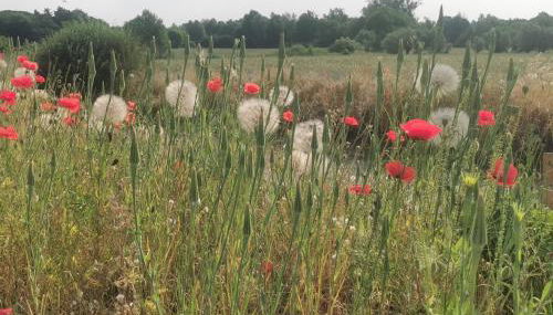 Landhaus Arcadia in Paretz - Foto 4