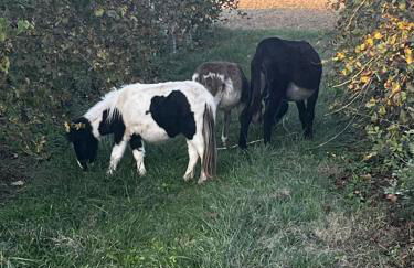 Agriturismo Carne Sicura - Foto 6