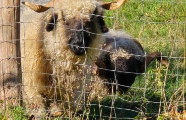 Exklusive Ferienwohnung Bad Salzschlirf - direkt am Waldrand - großer Garten kompett umzäunt - Hunde willkommen - 2 private Stellplätze - Foto 70