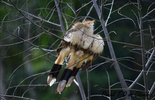 Chácara paraíso dá paz - Foto 12
