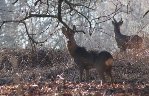 Pheasant Lodge - Photo 26