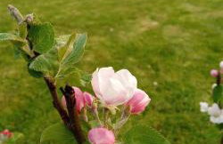 Domki Brzozówka w Bieszczadach - Foto 21