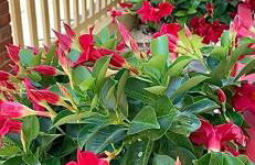 villino Morena - Foto 8