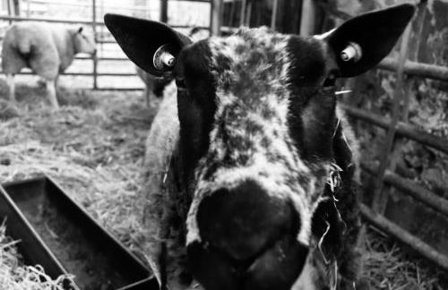 Amazing Sunsets and Sea Views - Lodge Cabin Farm Stay - Caol Ila - Lodge 8 - Photo 25